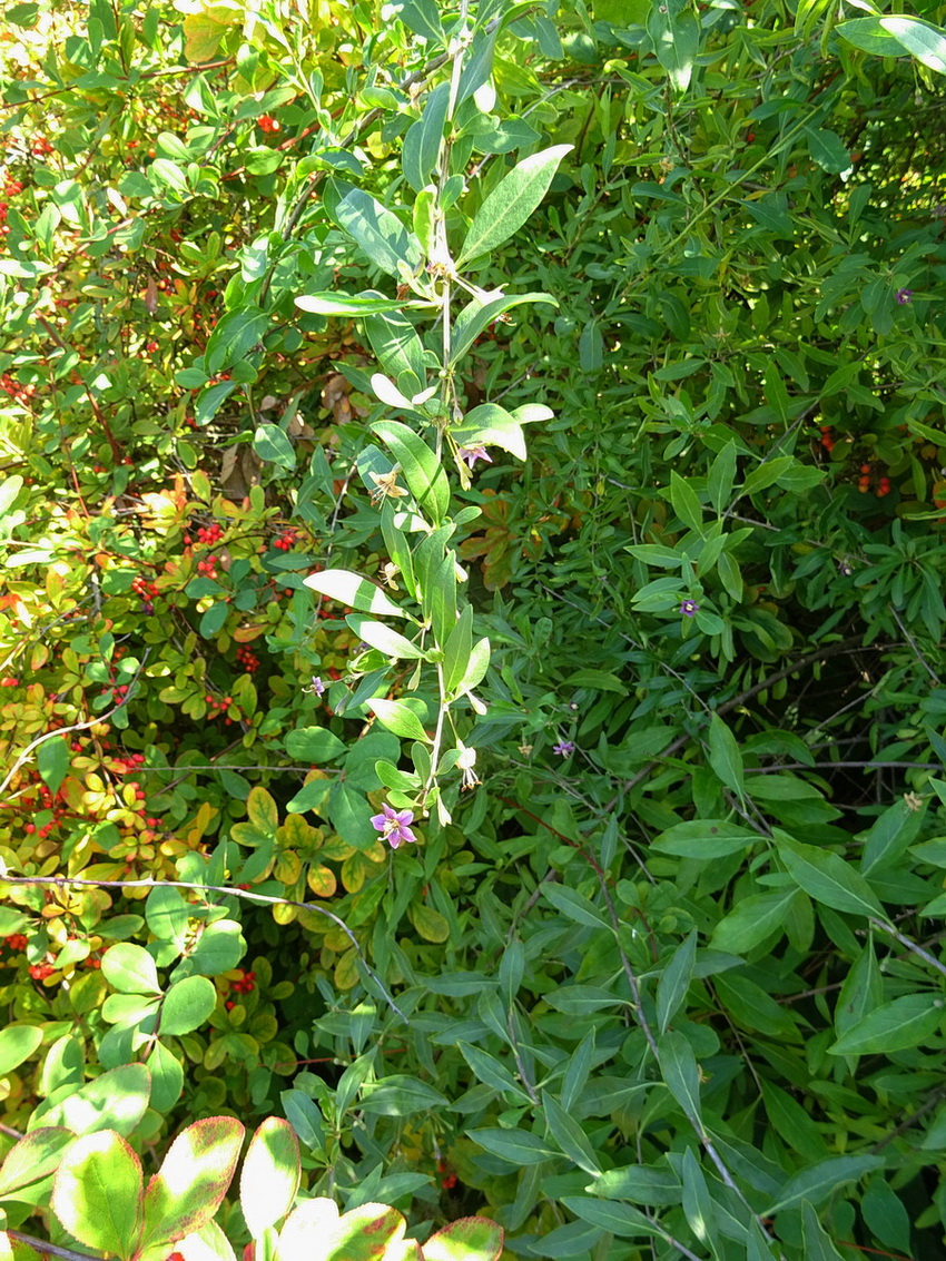 Image of Lycium barbarum specimen.