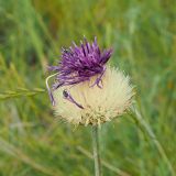 Смотреть изображение Jurinea arachnoidea