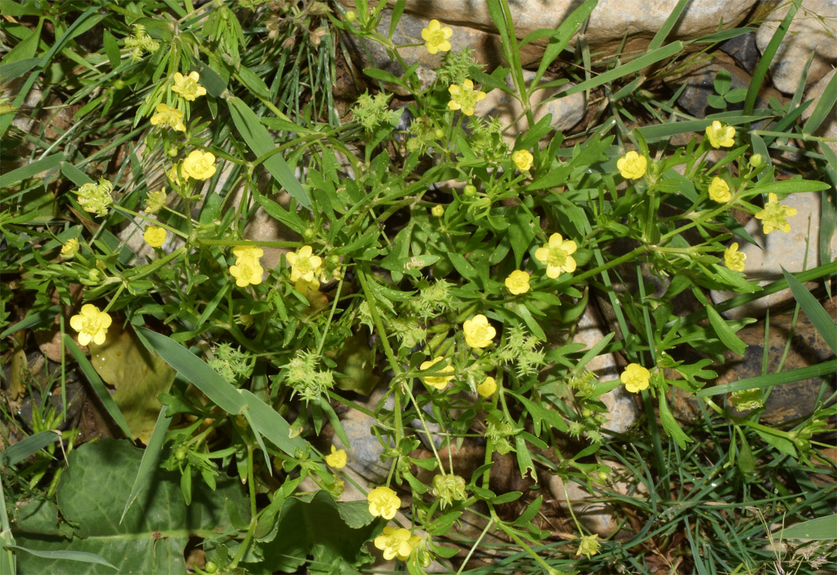 Изображение особи Ranunculus arvensis.