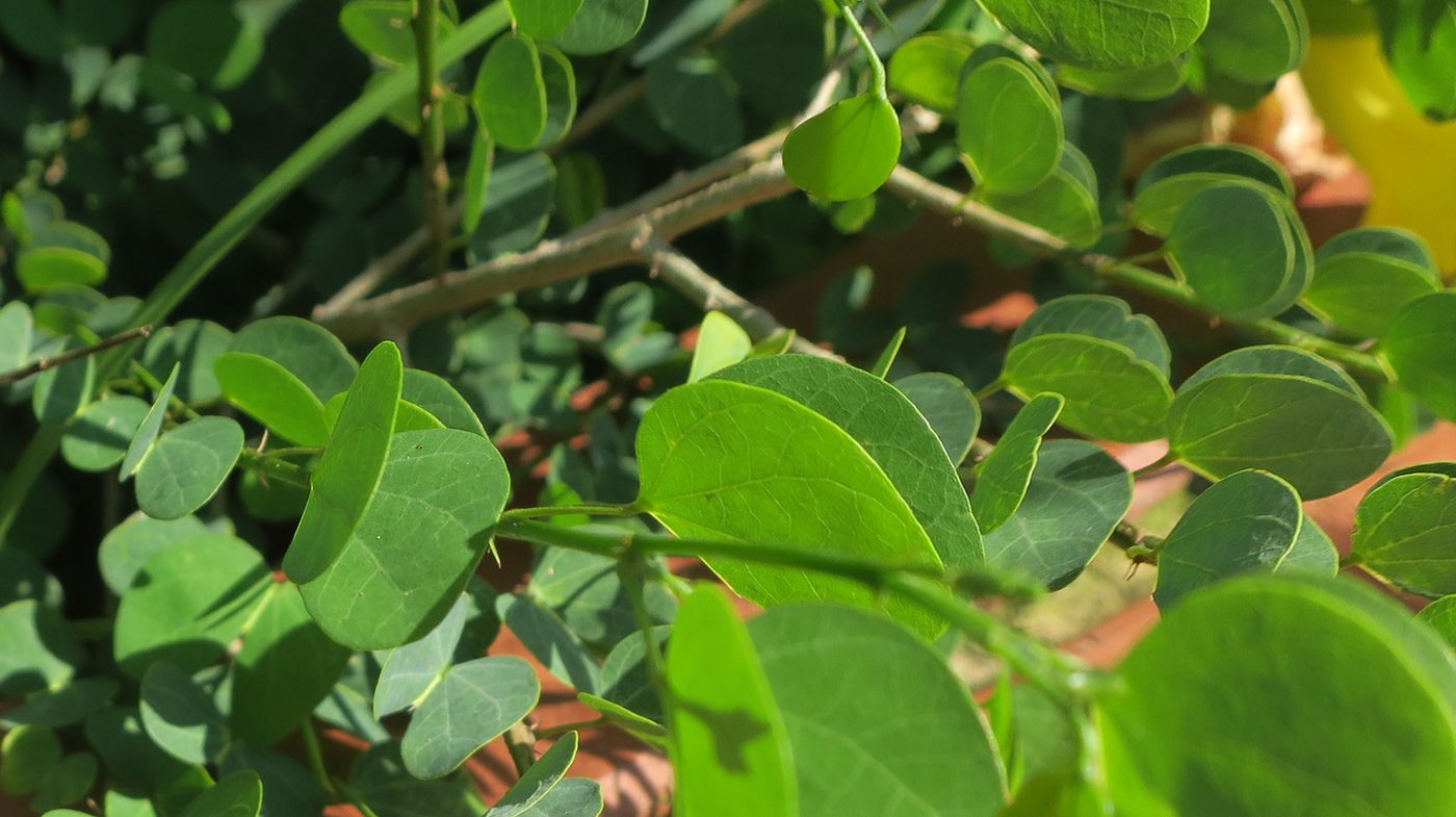 Изображение особи Bauhinia tomentosa.