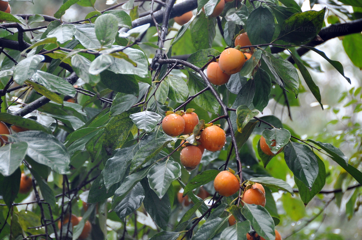 Image of genus Diospyros specimen.