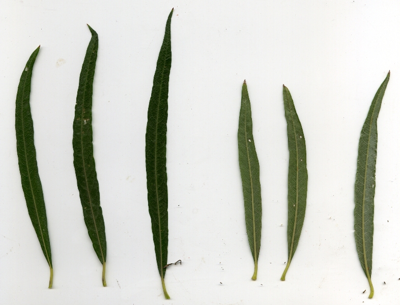 Image of Salix viminalis specimen.