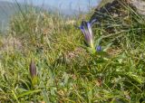 Gentiana septemfida. Верхушки побегов с бутоном и цветком. Кабардино-Балкария, Черекский р-н, окр. с. Бабугент, северо-восточный склон горы Чегетджара, ≈ 2800 м н.у.м., альпийский луг. 28.07.2025.