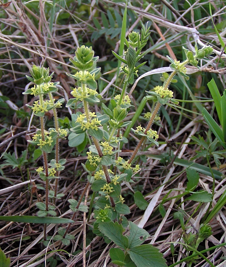 Image of Cruciata krylovii specimen.