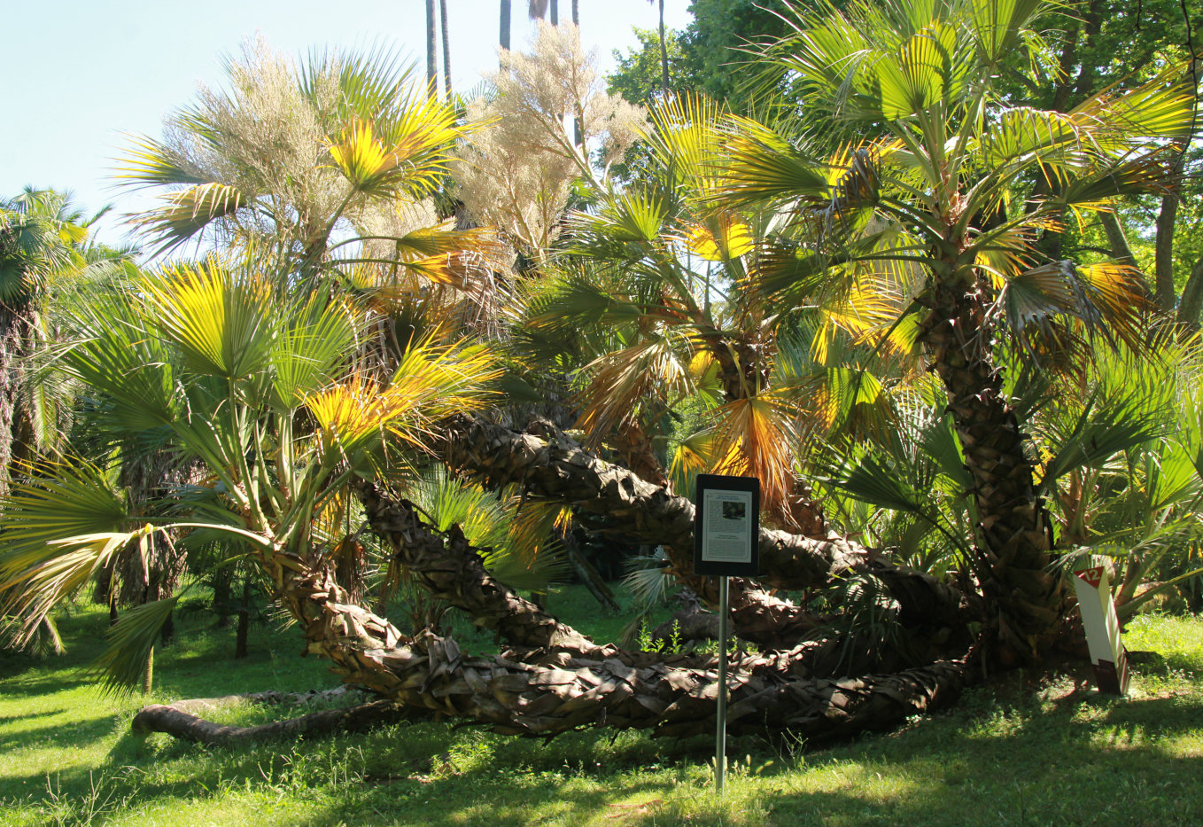 Image of Nannorrhops ritchieana specimen.