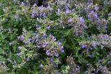 Nepeta × faassenii