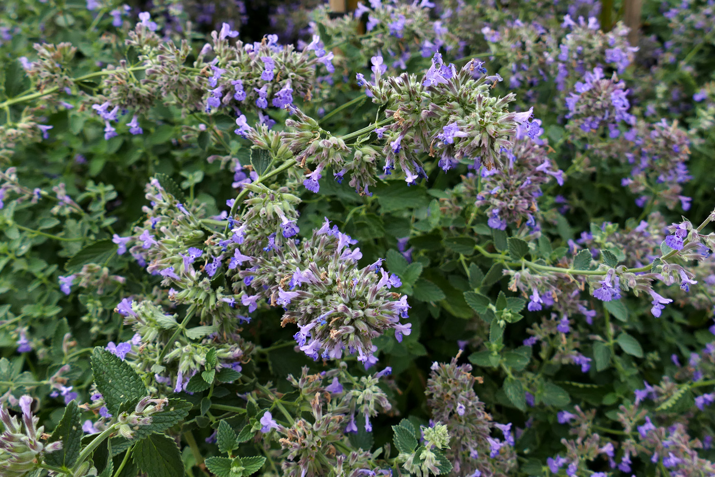 Изображение особи Nepeta × faassenii.