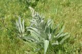 genus Verbascum. Растение с развивающимся соцветием. Турция, ил Карс, крепость Ани, луг. 28 мая 2025 г.