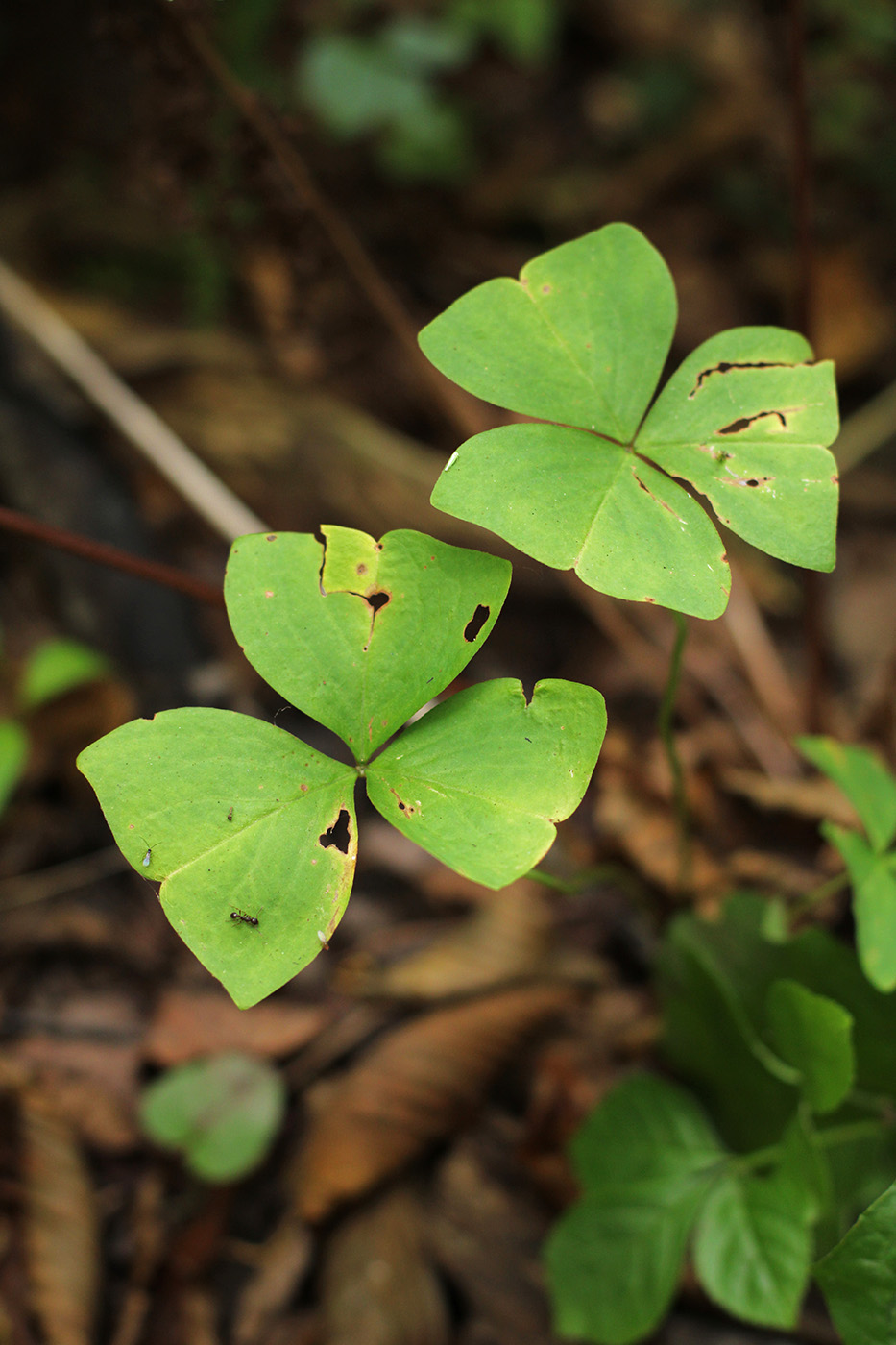 Изображение особи Oxalis obtriangulata.