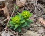 Euphorbia condylocarpa. Цветущие растения. Краснодарский край, Крымский р-н, окр. станицы Неберджаевская, задернованное скальное обнажение на месте старого заросшего карьера. 27.03.2026.