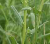 Buglossoides arvensis. Часть побега. Грузия, край Самцхе-Джавахети, край Эрушетского нагорья (800 м до заброшенного селения Зеда-Тмогви), выс. 1800 м н.у.м., луг. 29 мая 2025 г.