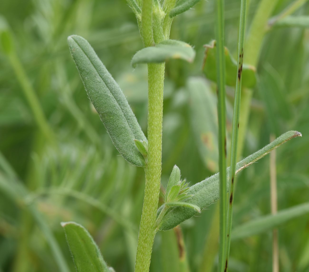 Image of Buglossoides arvensis specimen.