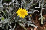 Gazania rigens разновидность leucolaena. Соцветие. Португалия, о-в Мадейра, пос. Порту-Мониш, в культуре. 19.08.2025.
