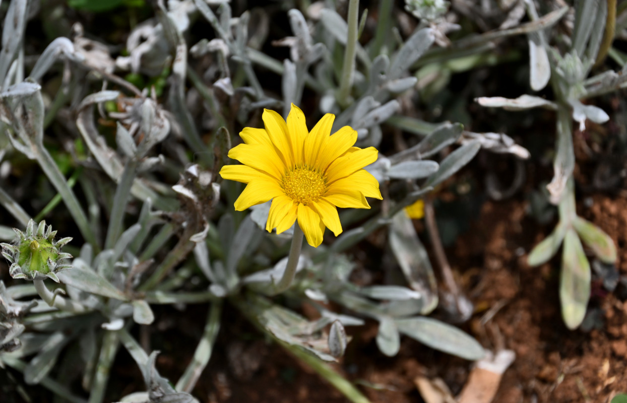 Изображение особи Gazania rigens var. leucolaena.