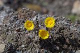 Tussilago farfara. Соцветия. Мурманск, Октябрьский р-н, смешанный лес, обочина тропы, насыпь. 04.05.5026.