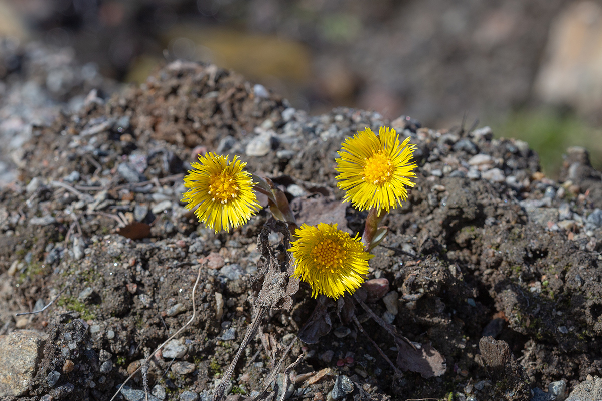 Image of Tussilago farfara specimen.