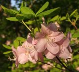 Rhododendron schlippenbachii. Веточка с цветками и молодыми листьями. Приморский край, Хасанский р-н, гора Голубиный Утёс. 20.05.2009.