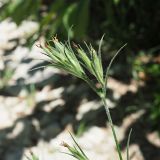 Dianthus armeria. Верхушка плодоносящего растения. Краснодарский край, окр. г. Адлер, вырубка под ЛЭП, обочина дороги. 30.06.2024.