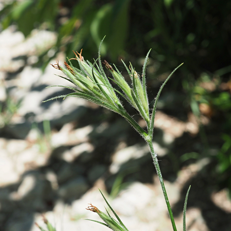 Изображение особи Dianthus armeria.