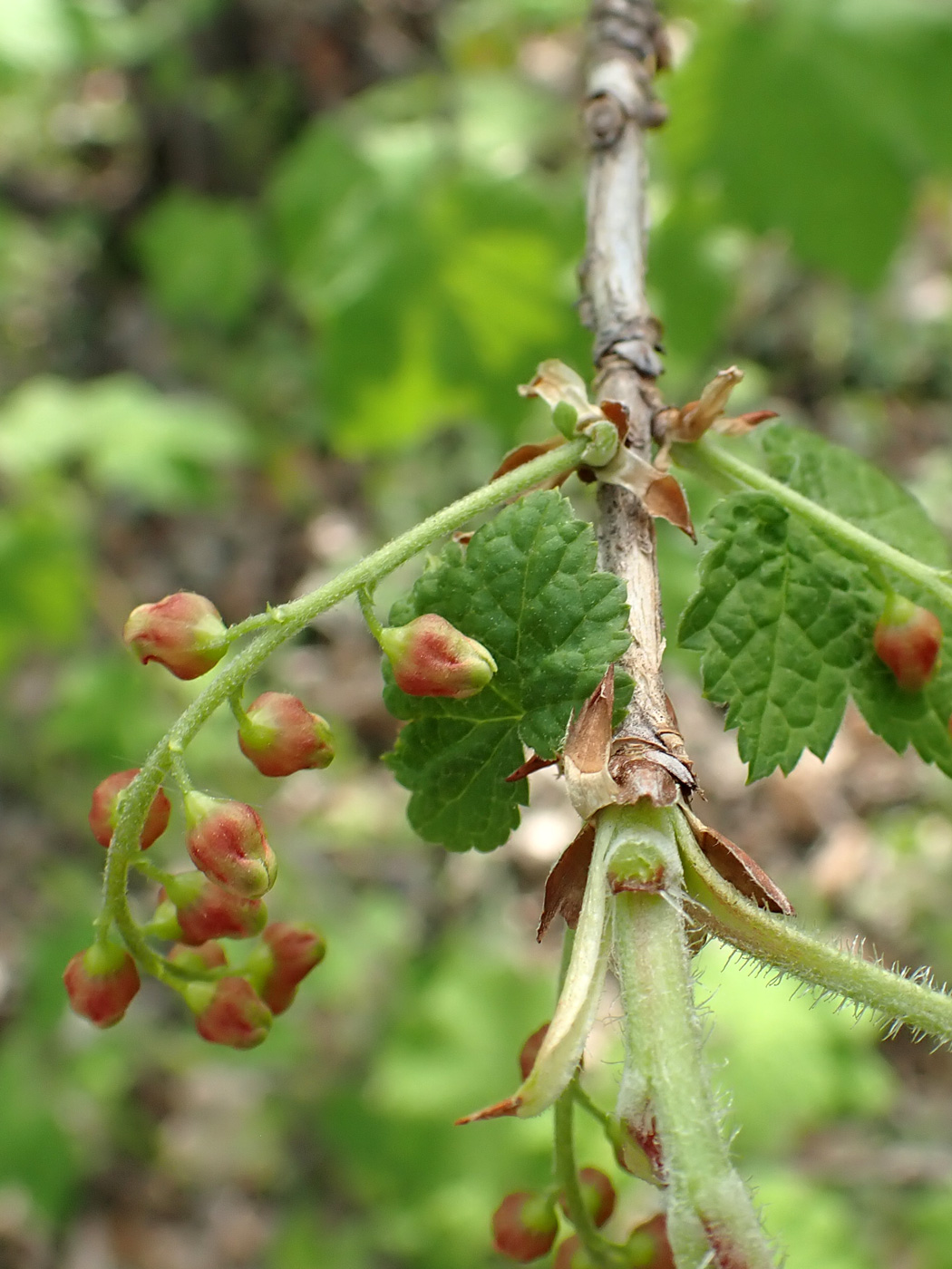 Image of Ribes pallidiflorum specimen.