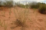 Astragalus lehmannianus. Отплодоносившее растение. Астраханская обл., Наримановский р-н, окр. с. Николаевка, бархан Большой Брат, опустыненная степь, участок подвижных песков. 06.07.2026.
