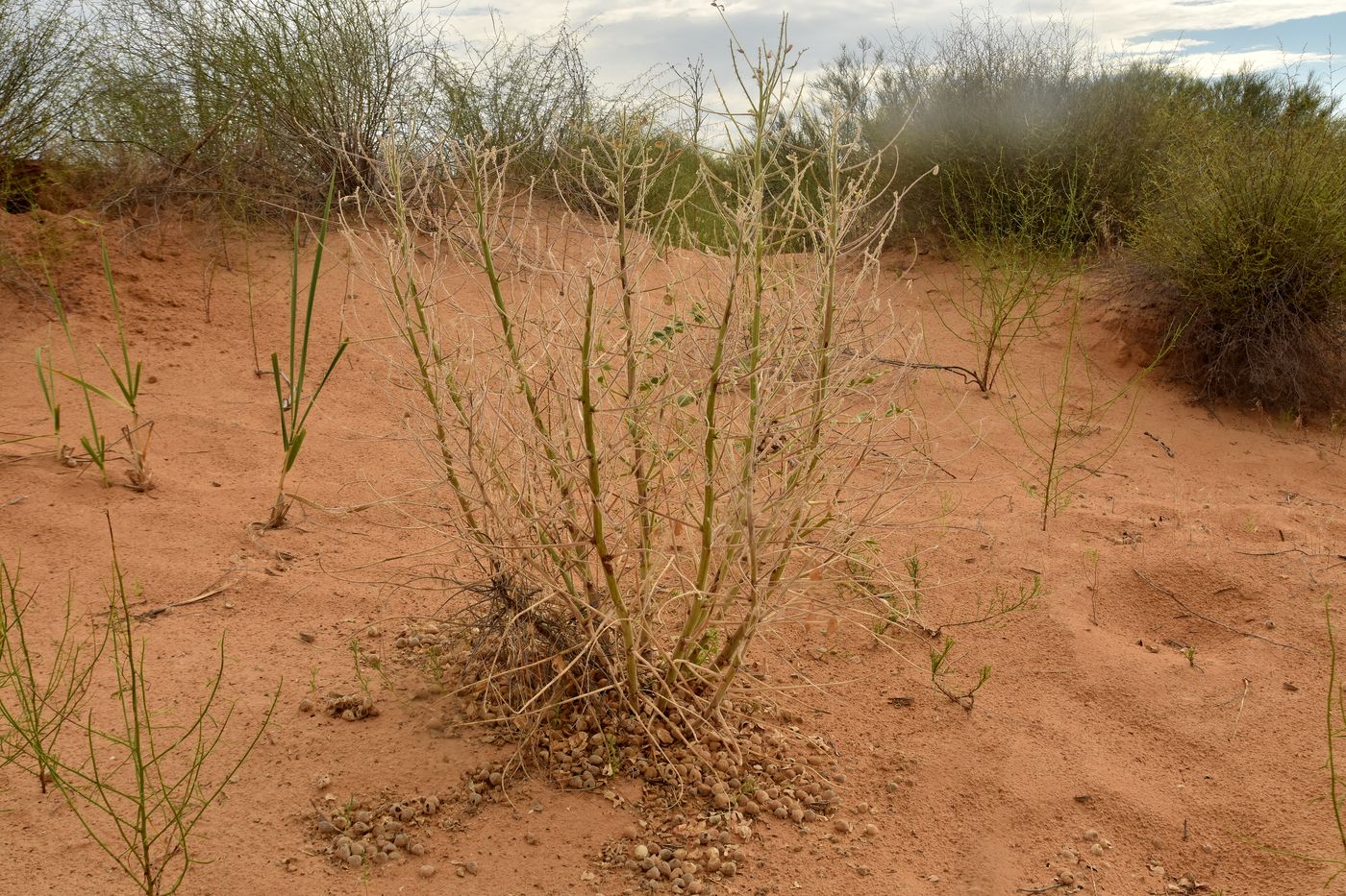 Image of Astragalus lehmannianus specimen.