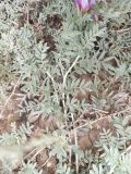 Astragalus subarcuatus