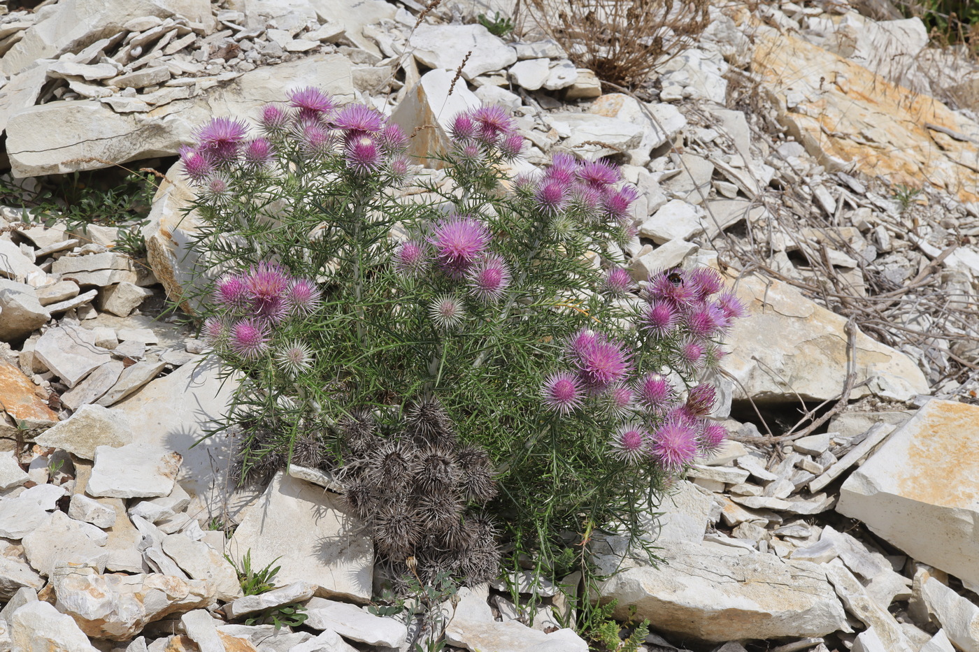 Image of Lamyra echinocephala specimen.