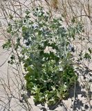 Eryngium maritimum. Цветущее растение в сообществе с Poaceae. Португалия, округ Сетубал, п-ов Троя, песчаный пляж. 17.06.2026.