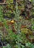 Artemisia absinthium. Верхушка цветущего растения. Московская обл., окр. г. Железнодорожный, дол. р. Чёрная, залежь. 07.08.2026.