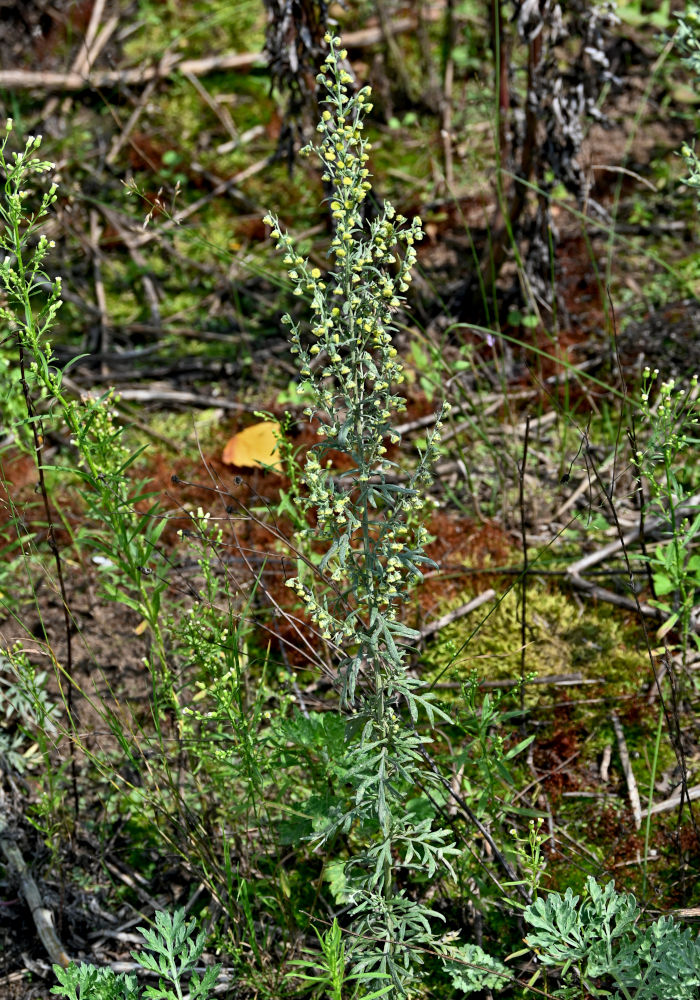 Изображение особи Artemisia absinthium.