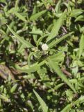 Eclipta prostrata. Верхушка побега с распустившимся и нераспустившимися соцветиями и незрелым соплодием. Испания, Каталония, пров. Жирона, комарка Баш Эмпорда, муниципалитет Тороэлья-де-Монгри, пляж Фонольера (la Fonollera), переходная зона между маршевым лугом и тыловым склоном дюны, бессточное микропонижение. 11.09.2026.