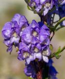 Aconitum kusnezoffii. Пазушные соцветия в средней части побега. Приморский край, Спасский р-н, окр. ж.-д. ст. Кнорринг, на лугу. 15.09.2026.