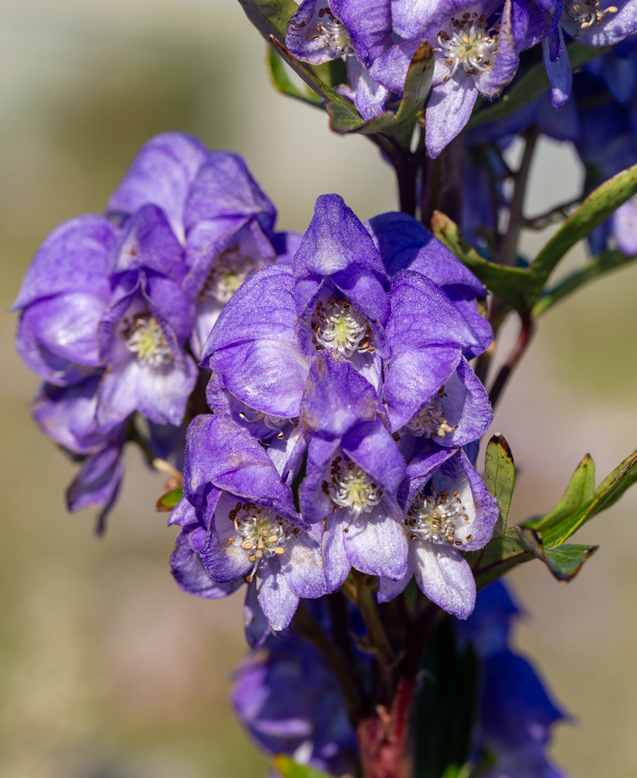 Image of Aconitum kusnezoffii specimen.