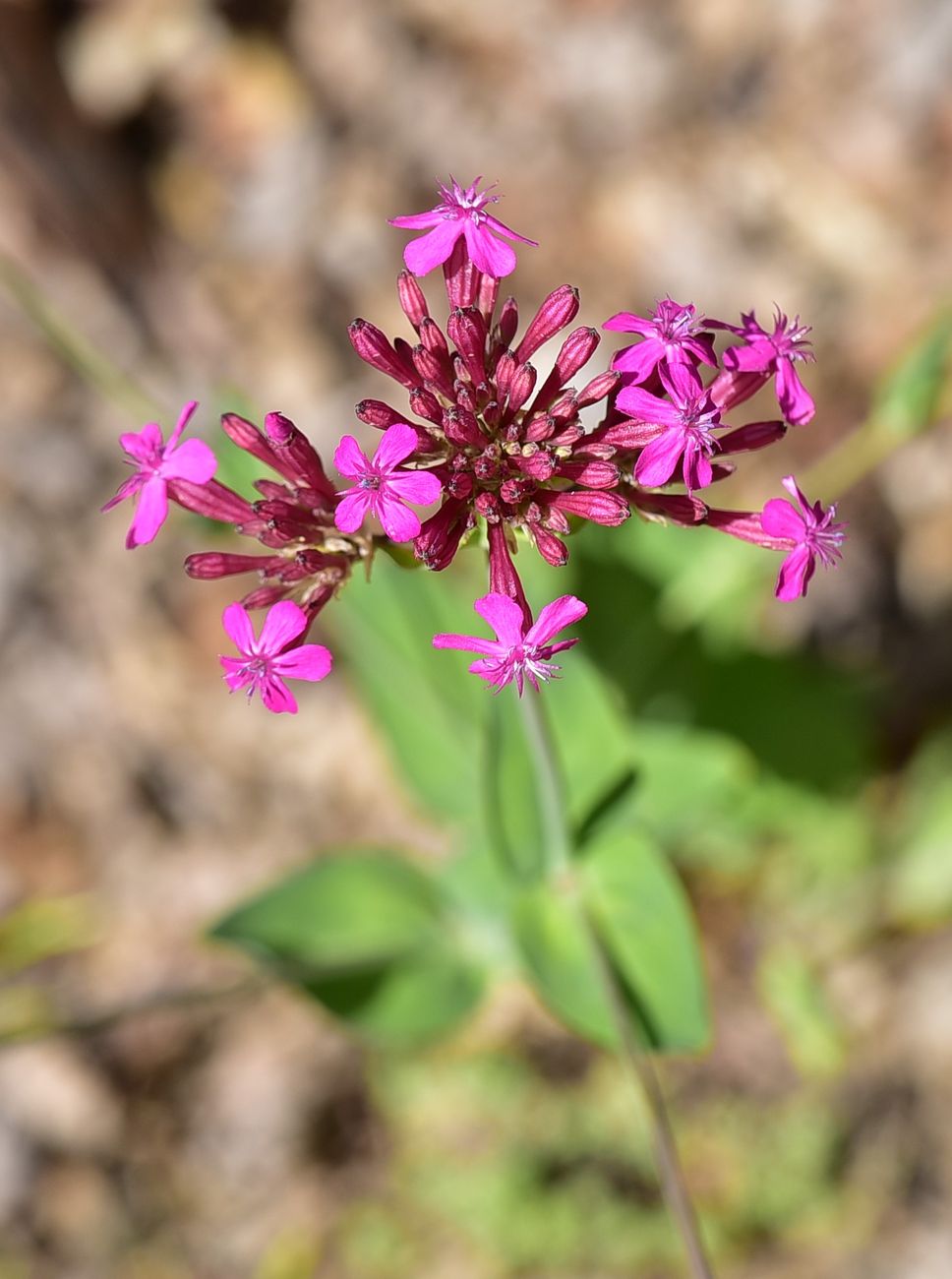 Image of Silene compacta specimen.