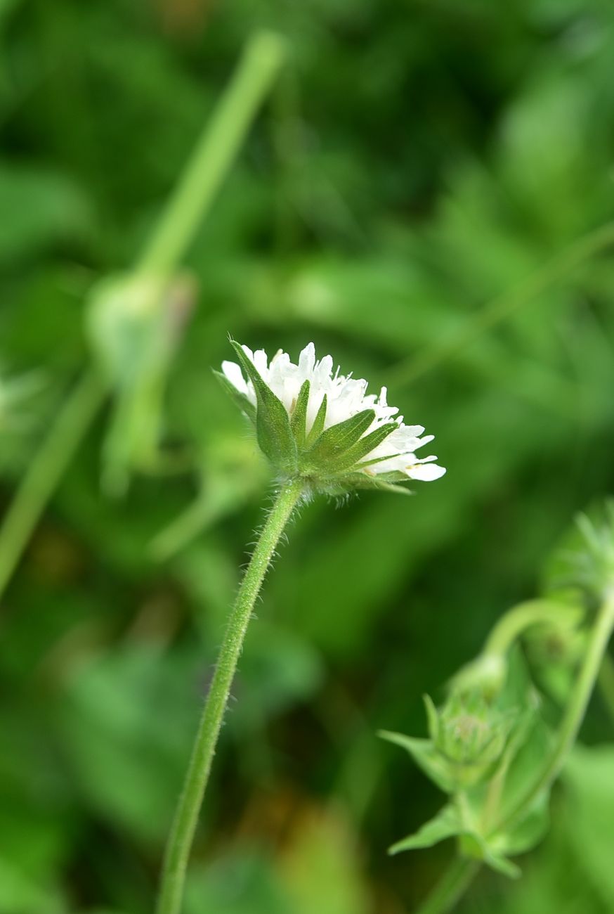 Изображение особи Knautia tatarica.