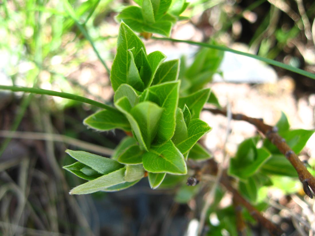 Image of Salix apoda specimen.