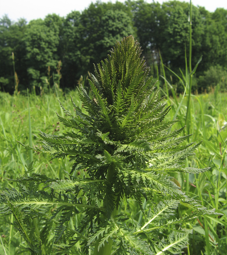 Image of Pedicularis exaltata specimen.