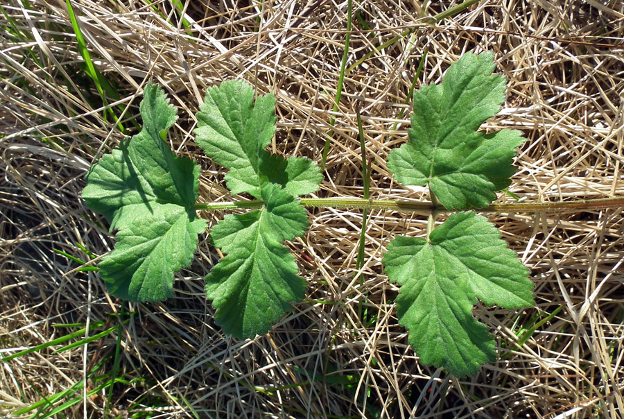 Изображение особи род Heracleum.