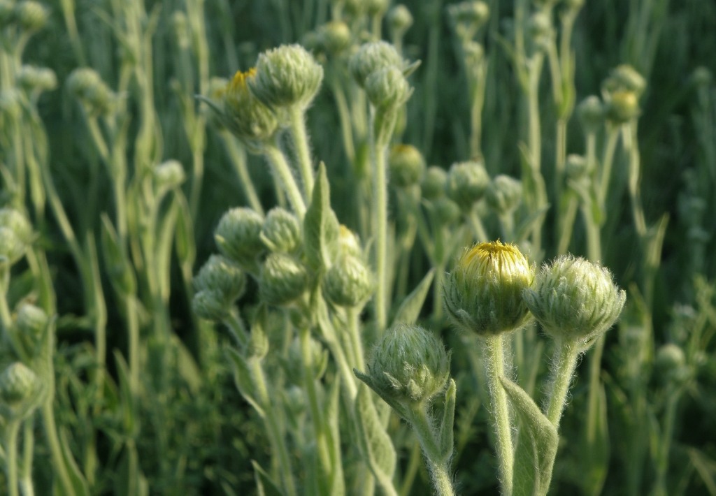 Изображение особи Inula oculus-christi.