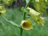 Digitalis grandiflora. Цветки и прицветный лист. Смоленск, сосновый бор. 17.06.2011.