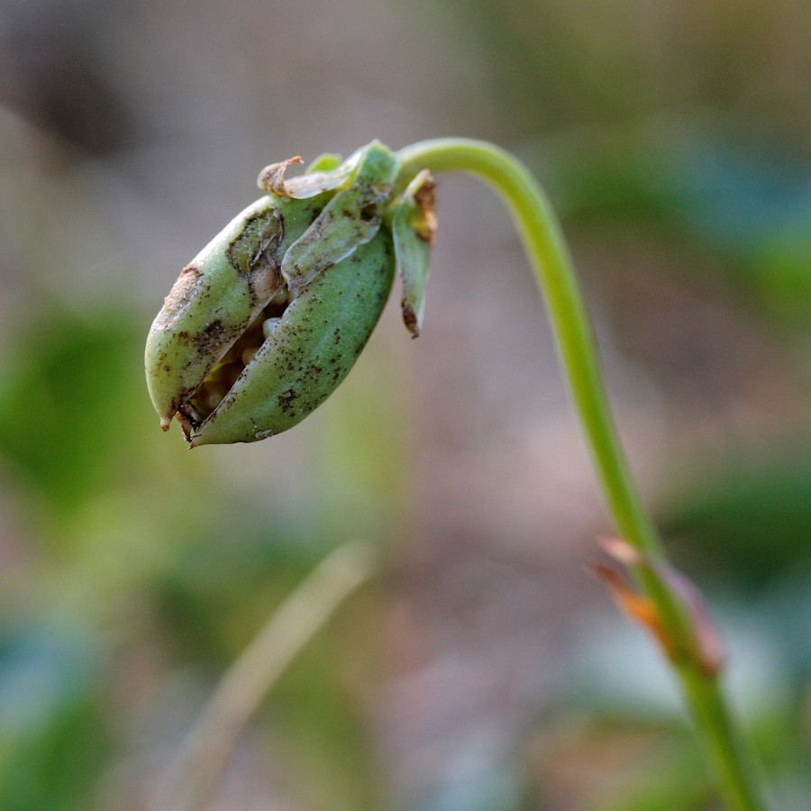 Image of Viola canina specimen.