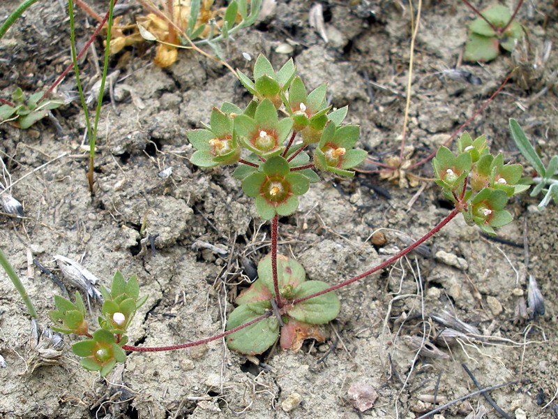 Image of Androsace maxima specimen.