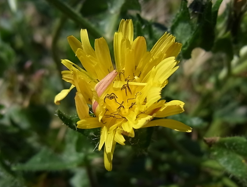 Изображение особи Helminthotheca echioides.