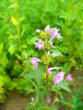 Galeopsis ladanum