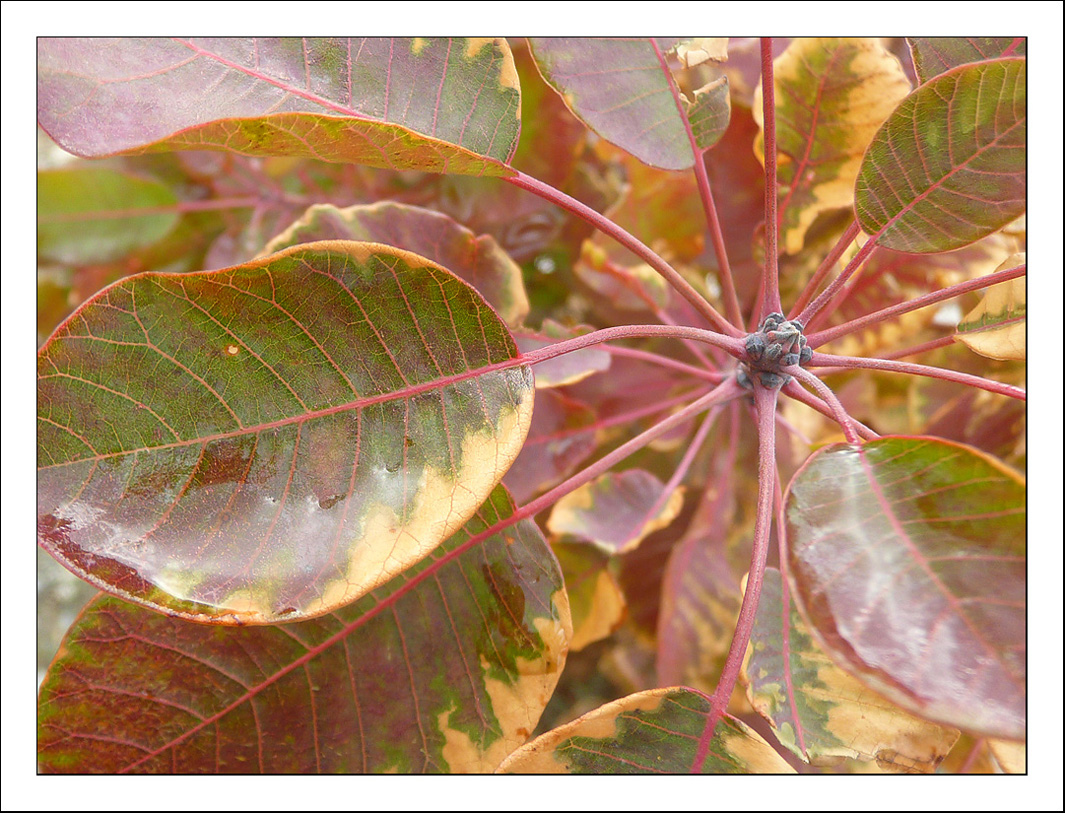 Image of Cotinus coggygria specimen.