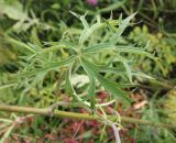 Aconitum barbatum