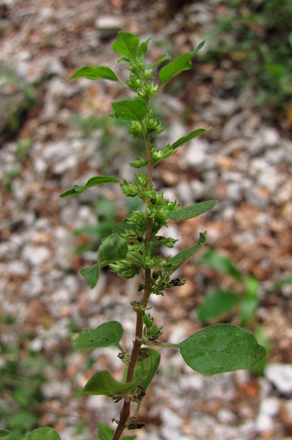 Изображение особи Parietaria chersonensis.