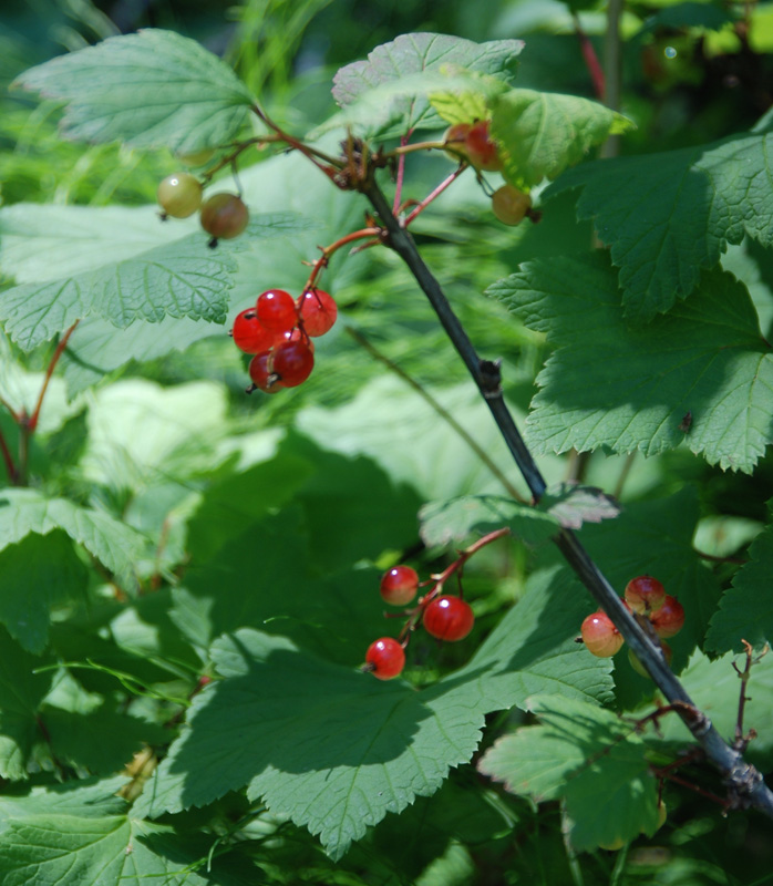 Image of Ribes triste specimen.