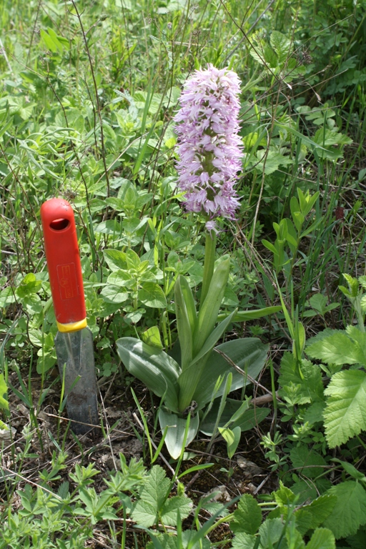 Image of Orchis simia specimen.